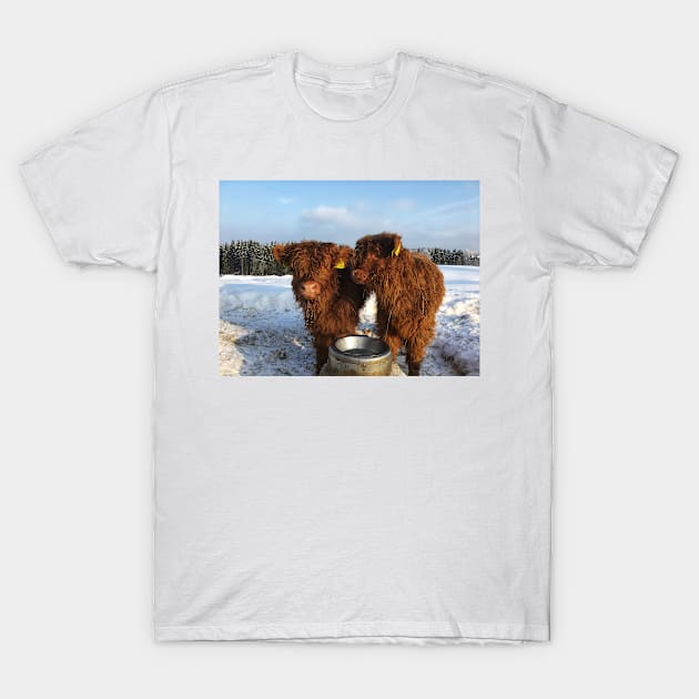 Scottish Highland Cattle Calves 1683 T-Shirt by SaarelaHighland